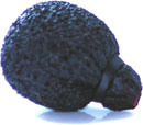 RYCOTE 105526 NEOPRENE COATED MINI LAVALIER FOAM For mini lavalier mic, black
